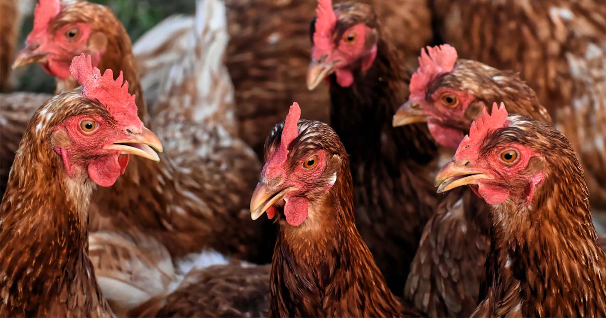 What's Buzzing Backyard Chicken Salmonella Sampling Manuscript Accepted