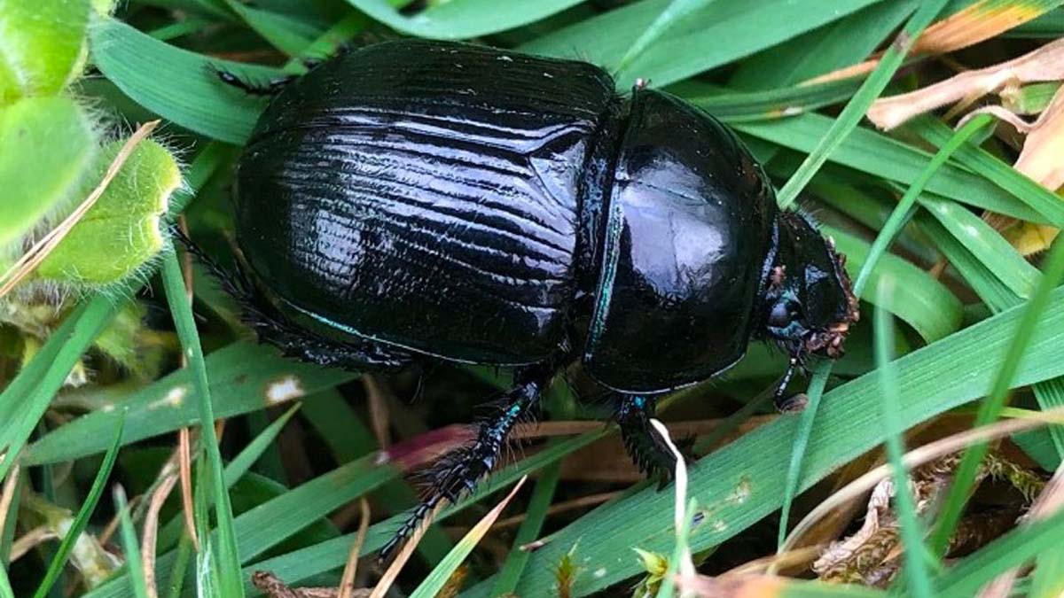 What's Buzzing ArchiveVermont Pasture Research Includes State's First Dung  Beetle Survey