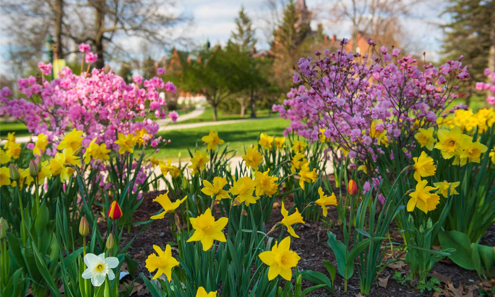 Colorful daffodils, tulips and azaleas blooming on the UVM campus.