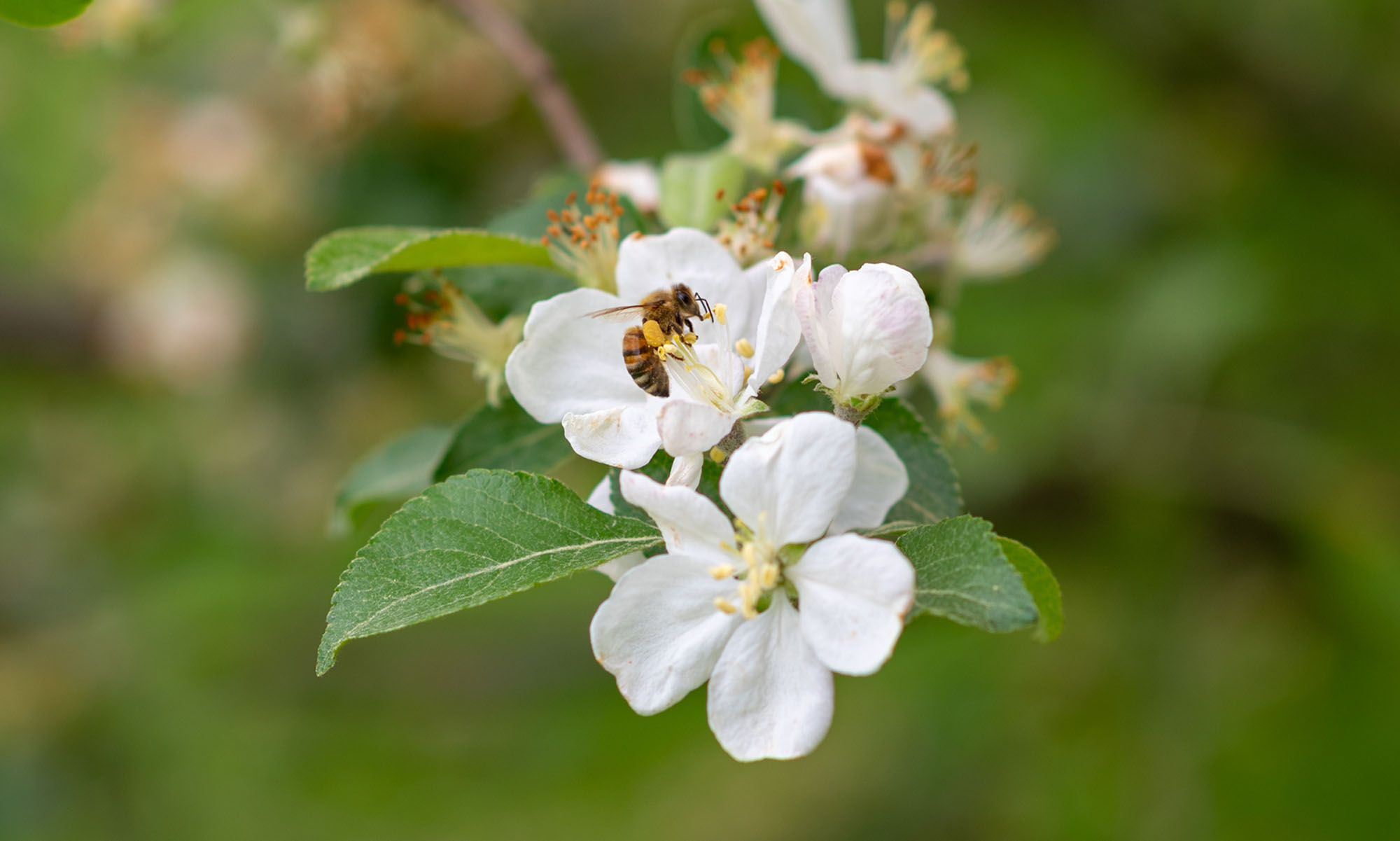 A honey bee collecting pollen and nectar from an apple tree flower.