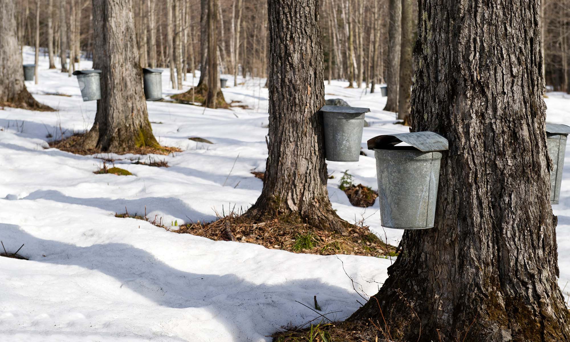 A stand of maple trees in late winter with sap buckets attached to the trunks.