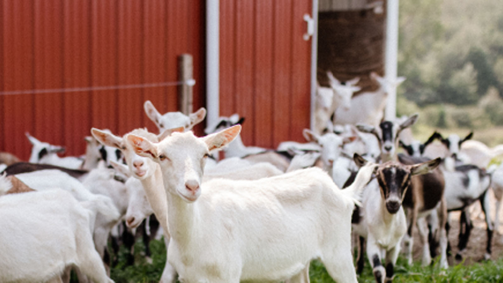 What's Buzzing UVM Extension Hosting 2023 Dairy Goat Farm Tours