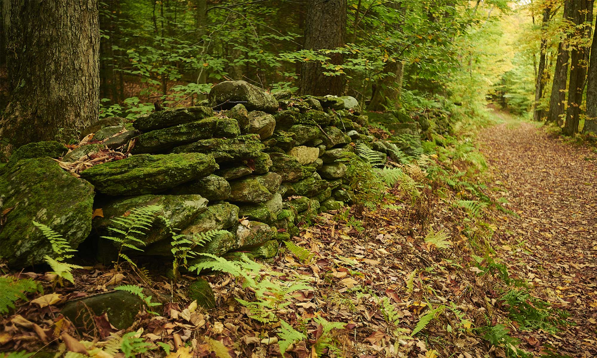 An old stone wall lines a leaf covered walking path in a forested woodland.